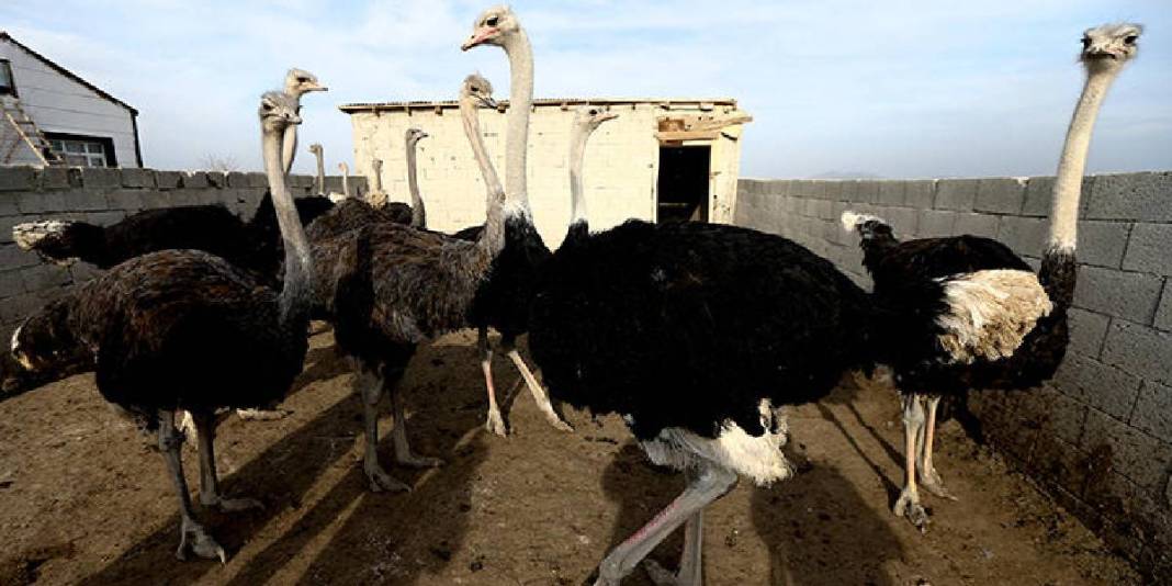 İstanbul’da devekuşu gördü yetiştirmek için Kars’a döndü! Şimdi çiftliğini kuruyor: 7 dönümde sayıları 1 yılda 11’e çıktı 3